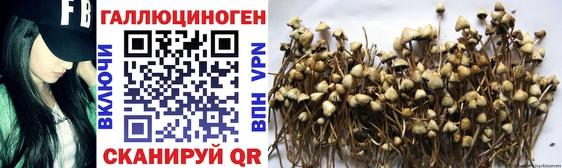 Псилоцибиновые грибы Psilocybine cubensis  продажа наркотиков  Тырныауз 